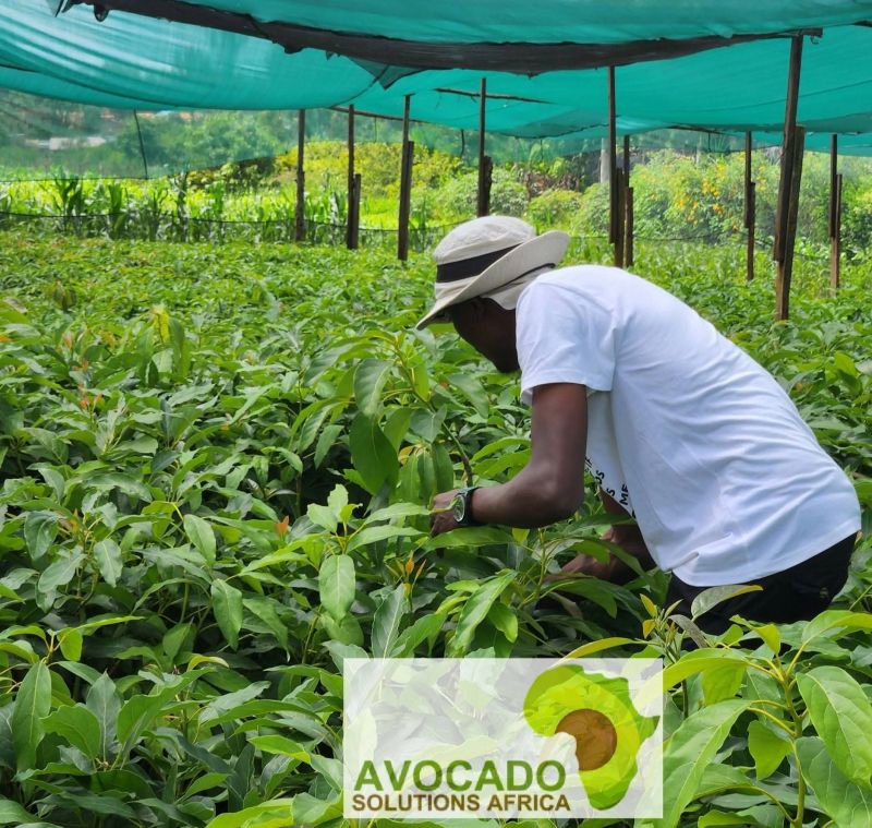 Recrutement d’Agronomes par Avocado Solutions Africa - Offres d'emploi