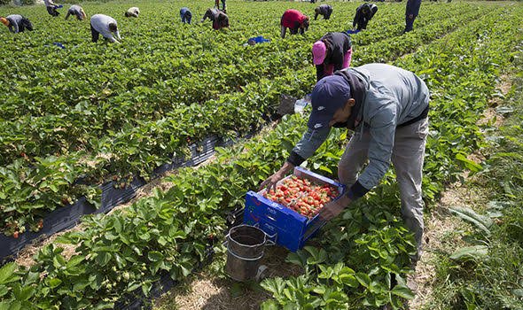 Ouvriers agricoles Espagne 2026 recrutement - Offres d'emploi